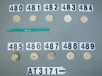 藏品(芋螺貝)的圖片